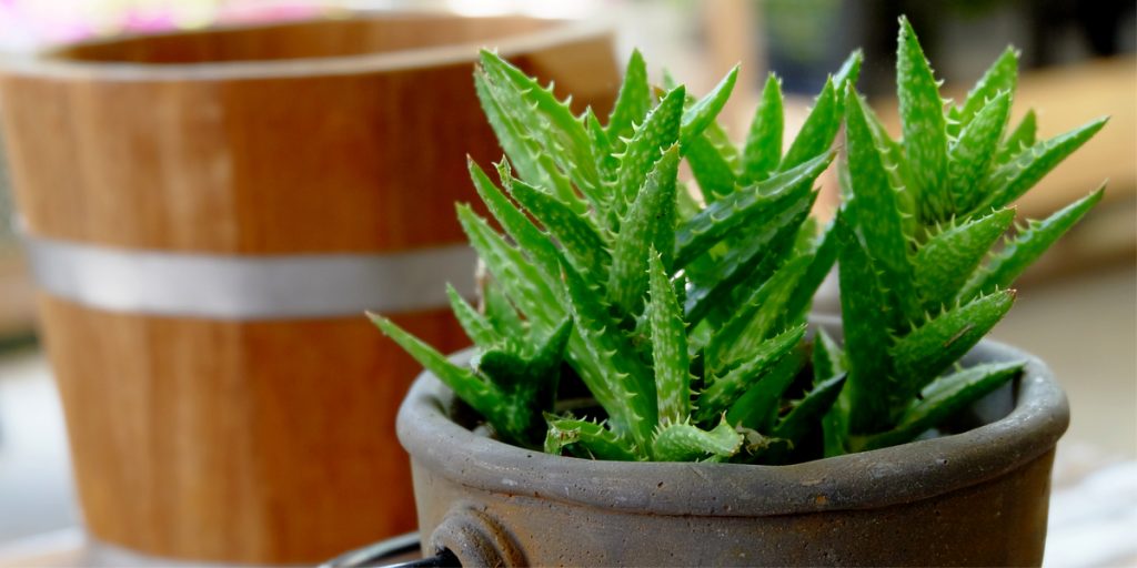 Green aloe vera plant in a dark grey pot