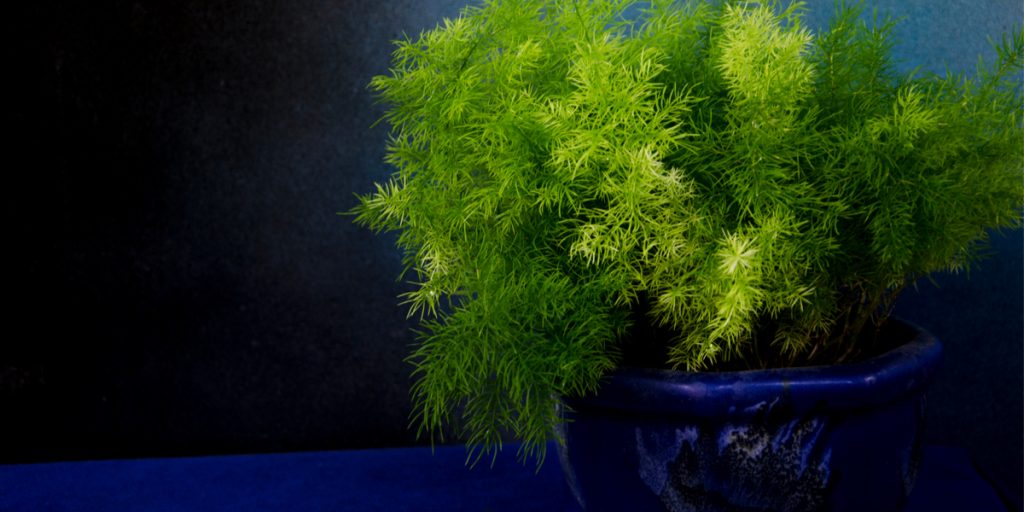 Green asparagus fern plant in a blue pot