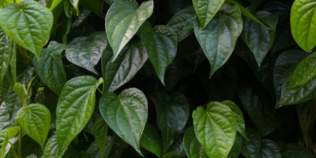 Green betel leaf plant close up to just its green leaves