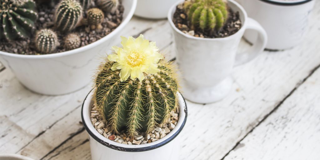 Three small cactus plants in separate white pots on a wood table