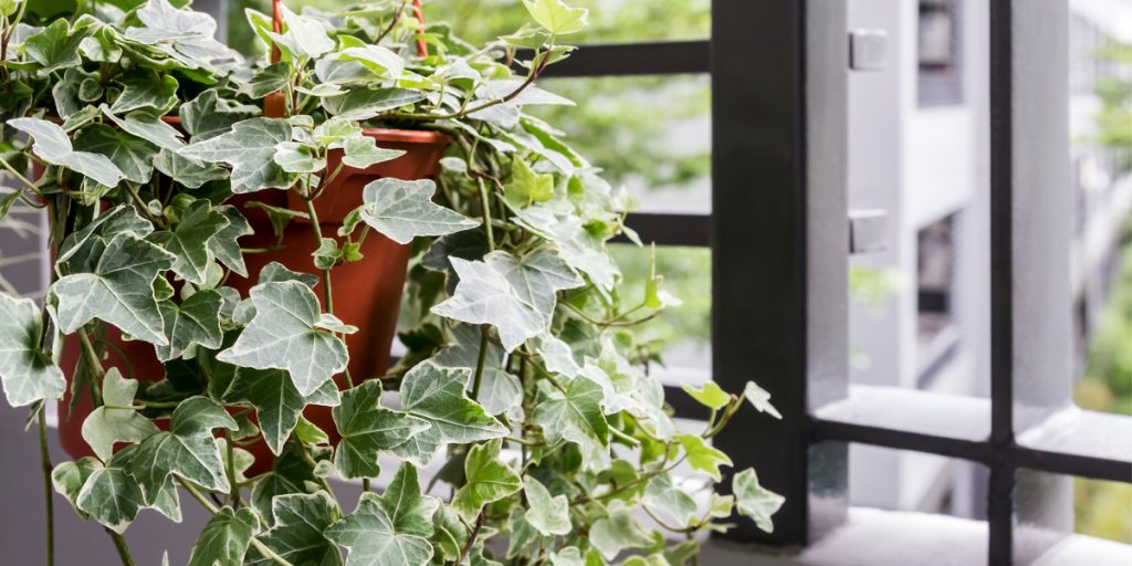 Green ivy plant hanging in a brown pot in a window sill