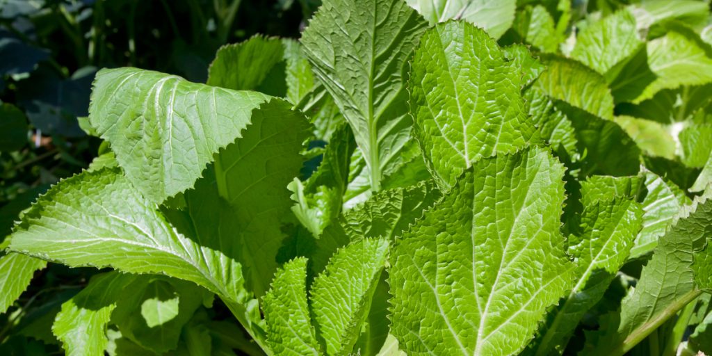 Green Mustard greens leave close up of just the leaves