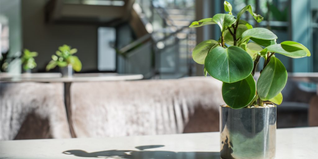 Green rubber plant in a silver pot on a table with another rubber plant on a table in the background