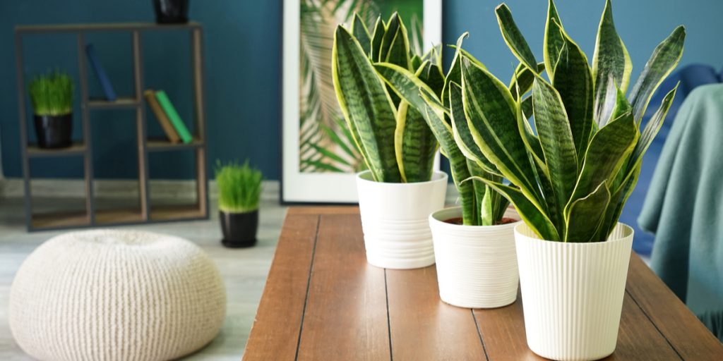 3 Green Snake plants all in white pots on a wood table in a room with a bookshelf and pillow on the floor