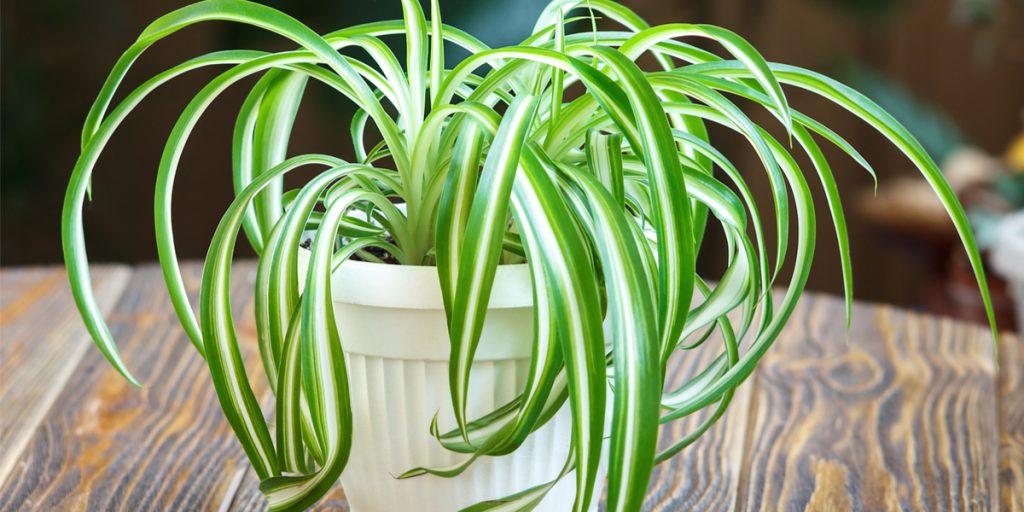 Green spider plant in a white pot on a wood table close up