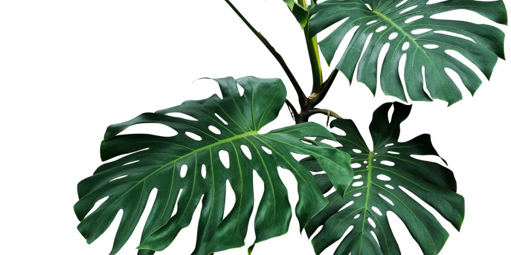 Close up of green Split Leaf Plant leaves with a completely white background