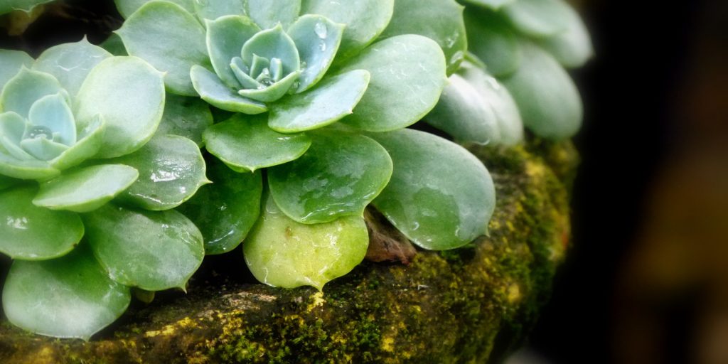Close up of Stone lotus leaves in a pot with green moss growing on the pot and the leaves are wet